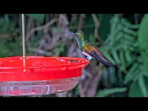 Snowy-bellied Hummingbird Sips Nectar In Panama | August 22, 2026