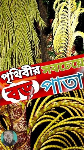 পৃথিবীর সবচেয়ে বড় পাতা😱 #facts #shortvideo