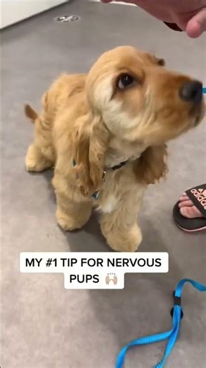 #cockapoo #puppy #puppylife