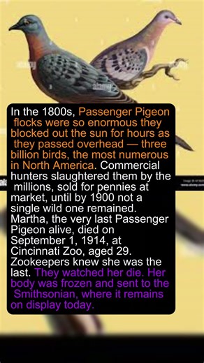 There Were 3 Billion of Them. Then One Bird Sat Alone in a Cage and Died. #shorts #animal