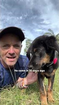 Puppy Has To Learn How To Walk All Over Again — And He Does | The Dodo