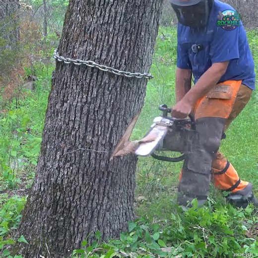 Cutting Down a Dangerous Leaning Tree #trees #treeremoval #removingtrees | Rockhill Farm - Tractors, Firewood, and Excavating