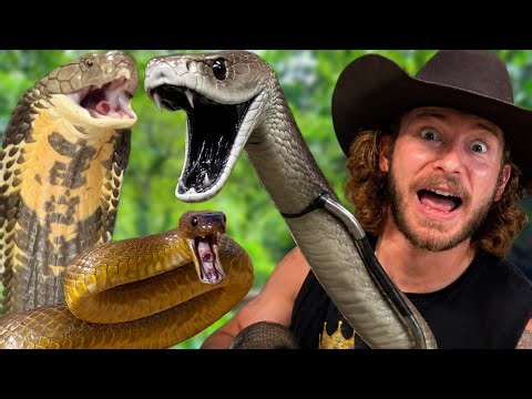 Taking Care of the World's MOST Dangerous Snakes!