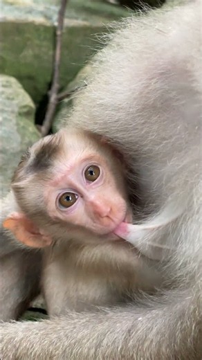 What happened to this baby monkey? #babymonkey #monkey
