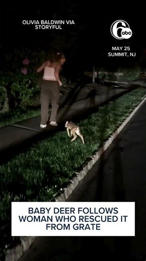 Baby Deer Follows Woman Who Rescued It From Grate