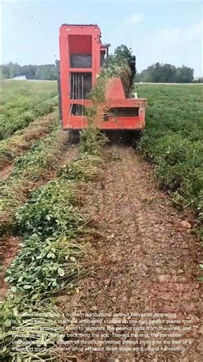 Modern Peanut Harvester: Machine Harvesting and Collecting Peanuts in the Field