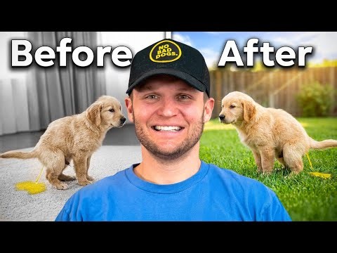 Puppy Training - How To Potty Train A PUPPY In 1 Day!