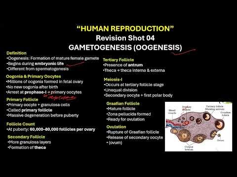 CBSE grade 12 OOGENESIS HUMAN REPRODUCTION 4