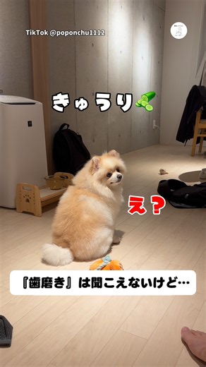 『歯磨き』は聞こえないのに『きゅうり』は聞こえる犬😂 #ポメラニアン #犬 #いぬ #面白い #犬のいる暮らし