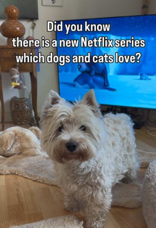 Pets watching Sealook might be adorably obsessed