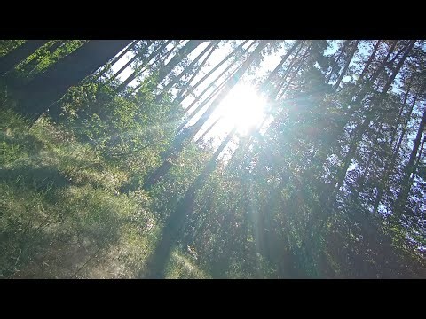 Утро ☀️ 7.30 Цигун ☯️ Тайцзи в прямом эфире!