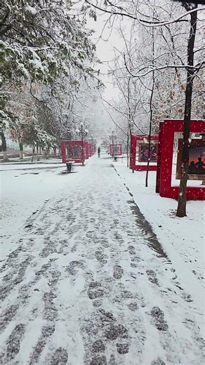 Snowfall Magic ❄️ | Winter Vibes in Real Life