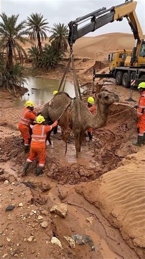 Camel rescued from a collapsing desert oasis clay pit after a slow low-lift extraction through heav.