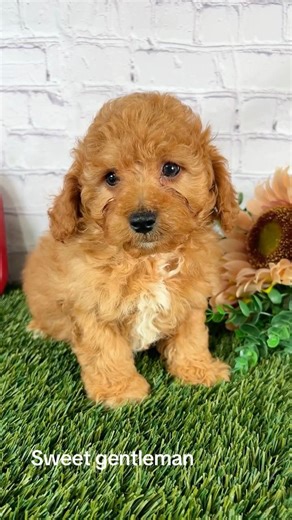 #cockapoo #puppies #foryou #puppy #cutepuppy #cute #pets #poodle #puppyforsale #puppyvideos #puppet
