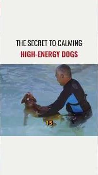 The secret to calming high energy dogs