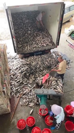The Real Purpose of Dead Fish Crushing Processing