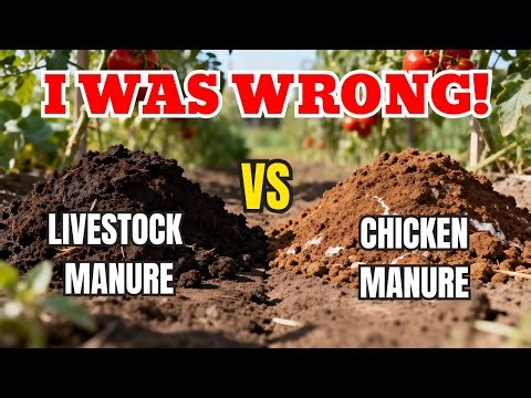 Manure Wars: Chicken vs. Livestock – I Tested Both (ONE Builds Soil 3X FASTER!)
