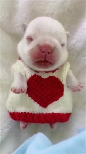 Pitbull (Pibble) Facts and Care Tips