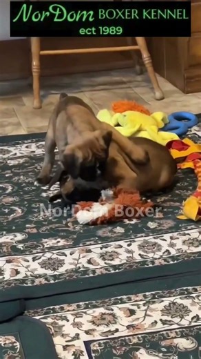 These two Boxer sisters look just like twins | Nordom German Boxers Kennel | Boxer puppies for sale