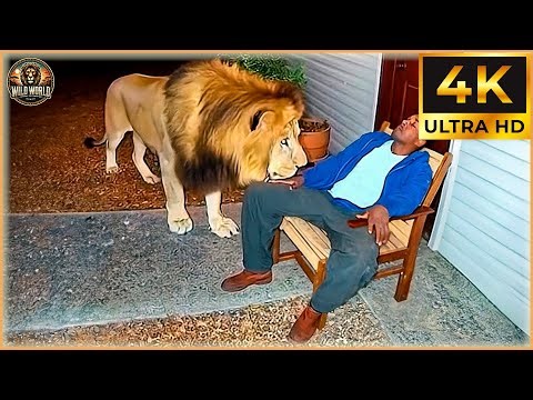 40 Most Brutal Animal Attacks Caught on Camera | WildLife Attacks #82