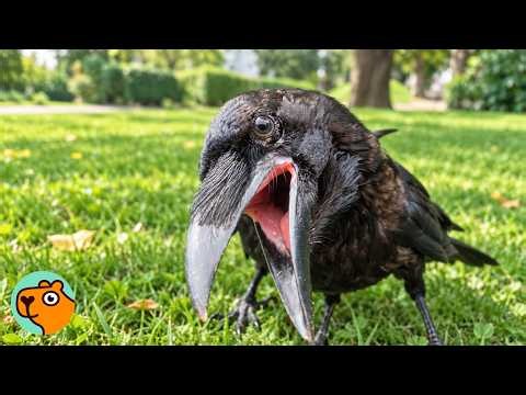 Raven Flies To Greet Her Human Every Time He Comes Home | Cuddle Buddies