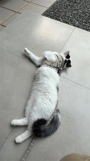 Chubby Cat Compilation: Cute Kucing Gendut Moments