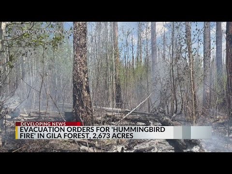 Hummingbird Fire burns inside Gila National Forest; evacuations ordered on Saturday