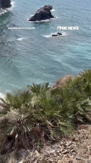 Beachgoers ABANDON shore as migrant boat arrives on Spanish coast #shorts