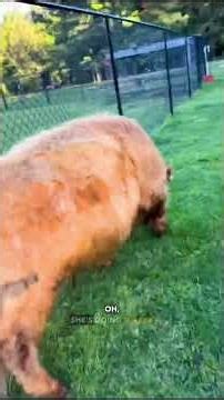 Cows Escape Farm - Ozzy Man Reviews