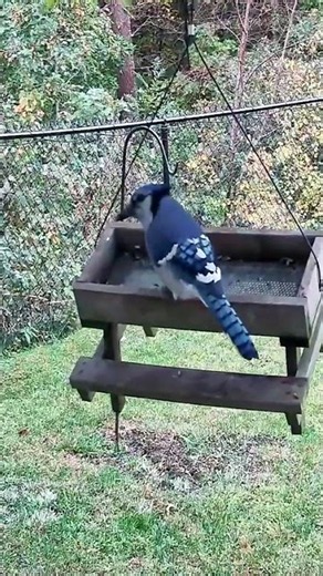 Blaze the blue jay drops in, feeds deep, then launches 🐦 | South Shore MA Bird Cam