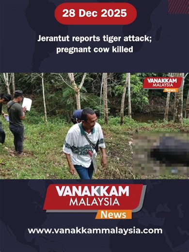 Jerantut reports tiger attack; pregnant cow killed #latest #vanakkammalaysia #Jerantut #reports #tiger #attack #pregnant #cow #killed #trendingnewsmalaysia​ #malaysiatamilnews​ #fyp​ #vmnews​ #foryoupage