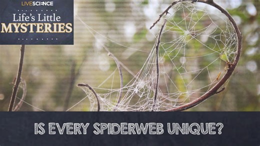 Is every spider web unique?