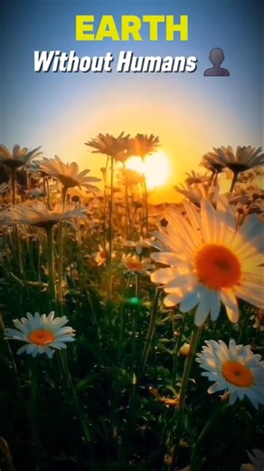 Earth without Humans ☠️💀 #space #universe #earth #planet #science