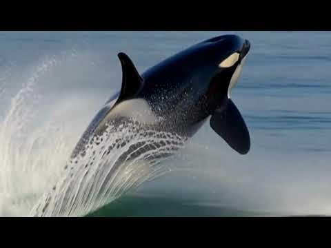 Orca: Nature’s Smartest Predator | Killer Whale Hunting Strategy Explained | Wildverse TV