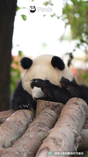 The Panda Baby Is Here To Brighten Your Day | iPanda #shorts