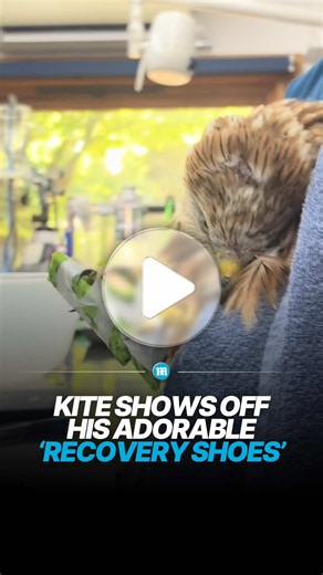 Red kite or red-carpet icon? 🦅👟😂 Carl the red kite was found grounded and unable to fly, with a bruised humerus but thankfully no fractures. While recovering, Carl began physiotherapy to help restore movement in his legs — and was given a very fashionable pair of makeshift shoes to keep his feet supported in a more natural position. He’s only just started physio, but his carers are hopeful that with plenty of time and care, he’ll be back to his usual self ❤️‍🩹 Those shoes, though… absolute 1