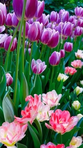 Beautiful Tulip Flowers 🌷 | Colorful Flower Garden in 4K