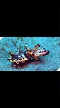 This Octopus Can Transform Into ANY Animal! 😱 | Mimic Octopus Explained