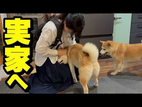 柴犬と無期限で離れて暮らす事になりました…