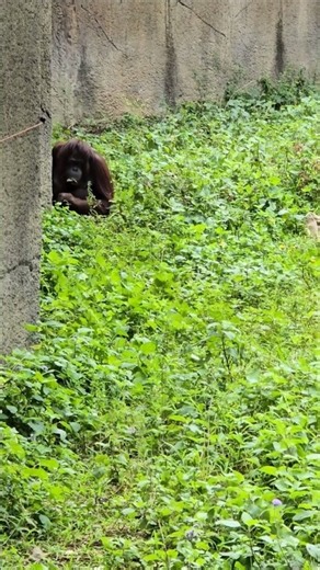 紅毛猩猩Bornean Orangutan/Taipei Zoo