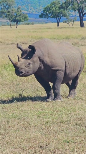🦏🦏 Look at the Black Rhino!! 🦏🦏 #Wildlife #Safari