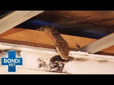 Best Of Bondi Vet: Season 4 Marathon | Episodes 7 to 9