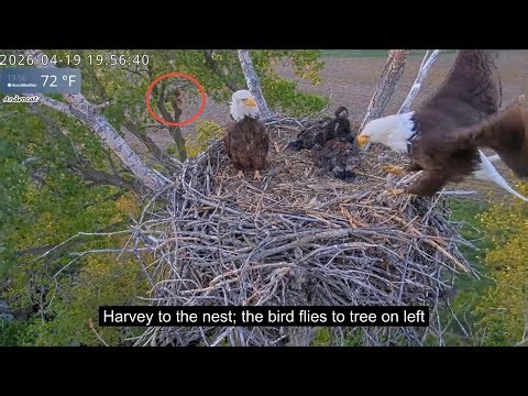 Kansas Bald Eagles 4-19-26. Harvey Flies in to Protect his Family; + Ellie & Harvey Tandem Hunt!
