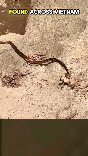 Snake Ambush Caught on Camera