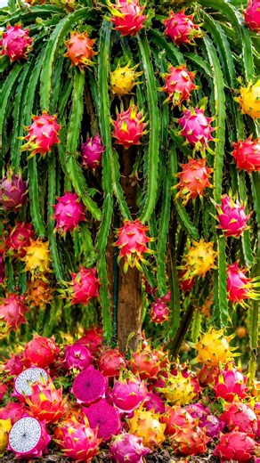 Easy and fast ways to grow and propagate dragon fruit trees #garden #fruits #diy