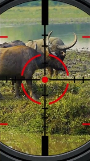 Giant Wild Buffaloes Roaming the Australian Outback!