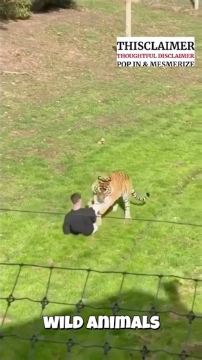 Dear Cherubs: Fatal Tiger Attack at Yorkshire Wildlife Park — What We Know