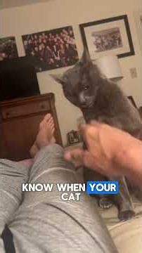 Your cat was purring. Everything was perfect. You went in for one more pet.