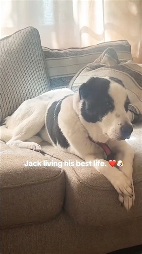 Jack Living His Best Life