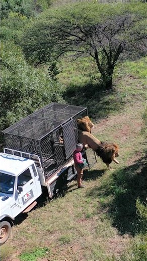 Rescued LION BROTHERS Move to New Home! #wildlife #lion #shorts